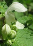 Lamium album. Цветок и бутоны. Украина, Хмельницкая обл., Красиловский р-н, с. Терешки. 28.07.2010.