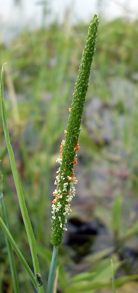 Image of Alopecurus aequalis specimen.