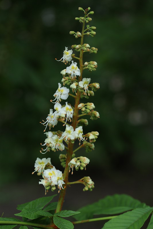 Image of Aesculus hippocastanum specimen.