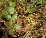 Cardamine pratensis. Лист прикорневой розетки. Германия, г. Кемпен, на открытом балконе. 27.03.2013.