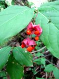 Euonymus latifolius. Соплодие. Хорватия, Лика-Сень, Национальный парк «Плитвицкие озёра», склон каньона с р. Корана и озерами. 05.09.2012.