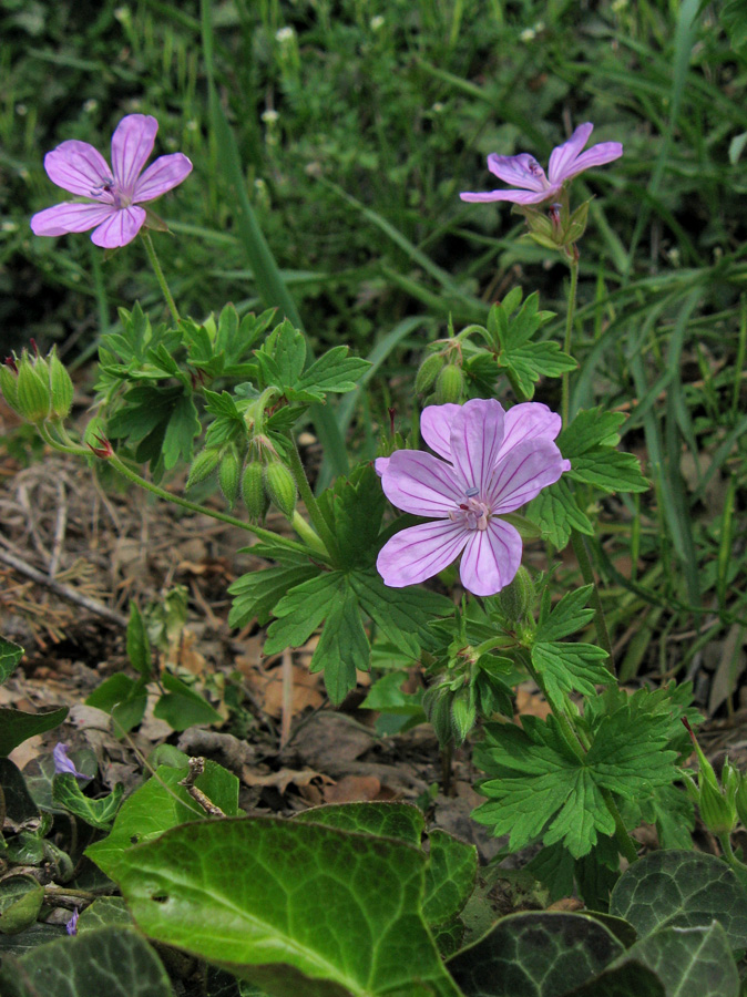 Изображение особи Geranium asphodeloides.