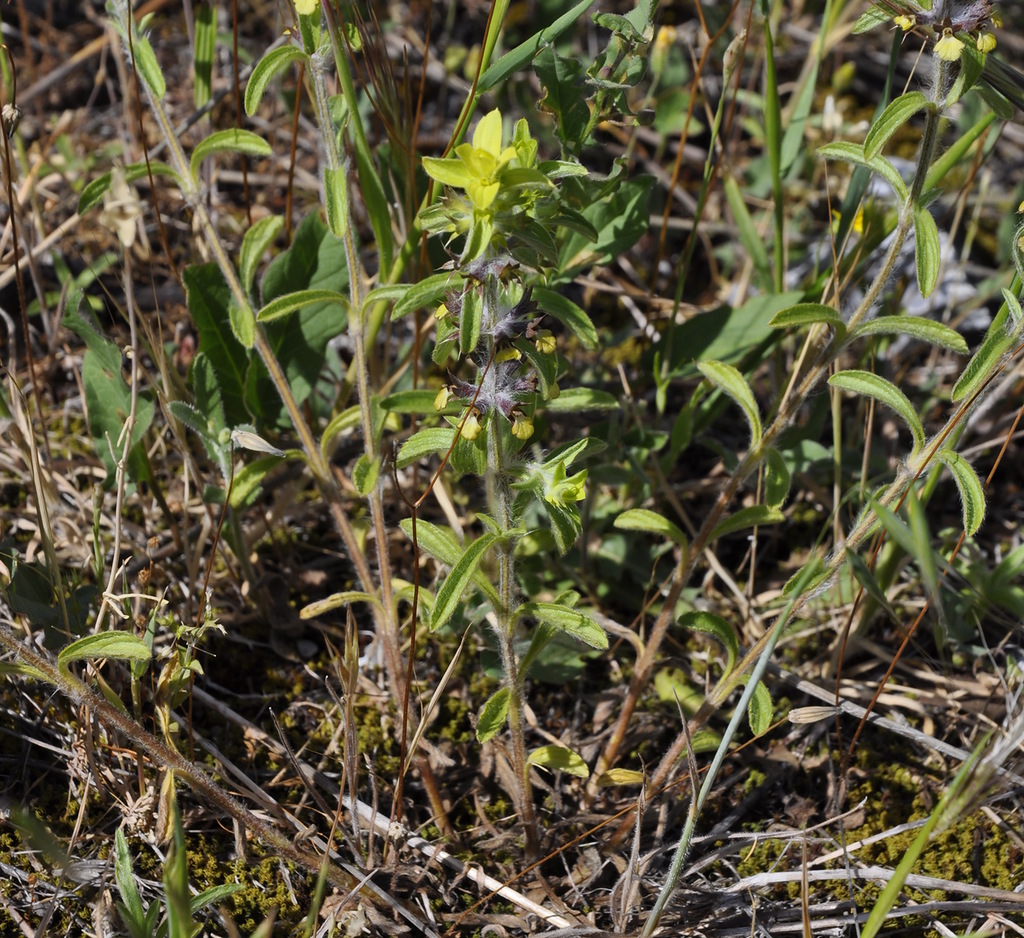 Image of Sideritis montana specimen.