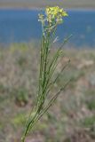 Erysimum canescens. Верхушка побега с цветками и завязавшимися плодами. Западный Крым, оз. Донузлав. 20 мая 2013 г.