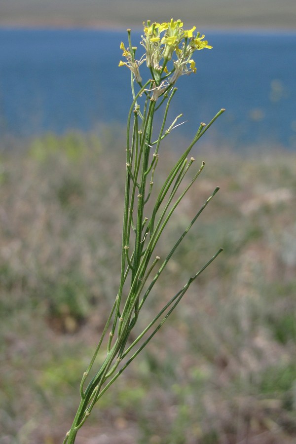 Image of Erysimum canescens specimen.