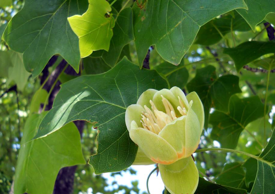 Image of Liriodendron tulipifera specimen.