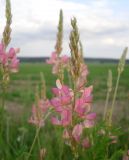 Onobrychis arenaria