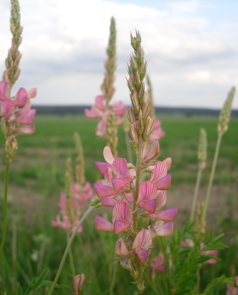 Изображение особи Onobrychis arenaria.