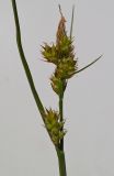 Carex pilulifera