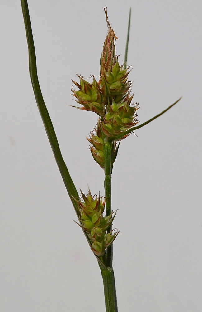 Image of Carex pilulifera specimen.