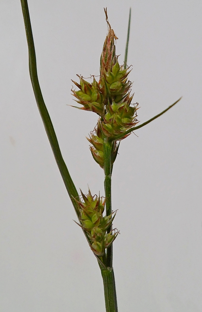 Изображение особи Carex pilulifera.