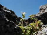 Saxifraga irrigua