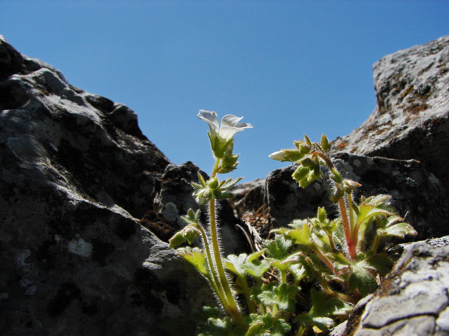 Image of Saxifraga irrigua specimen.