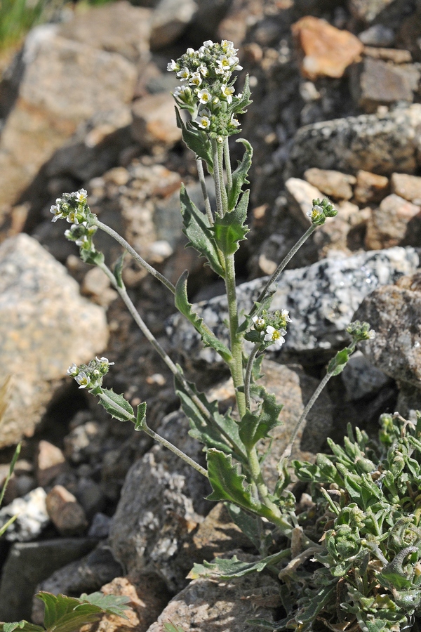 Изображение особи Draba cana.