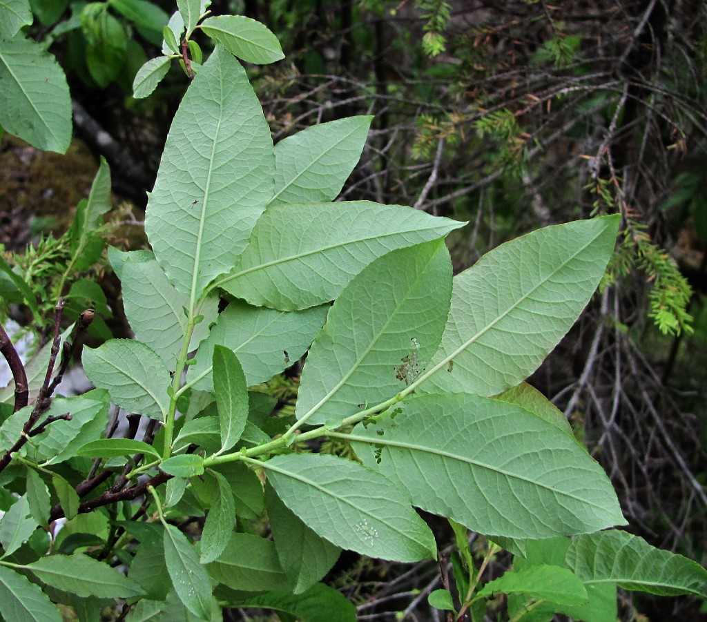 Image of Salix hastata specimen.