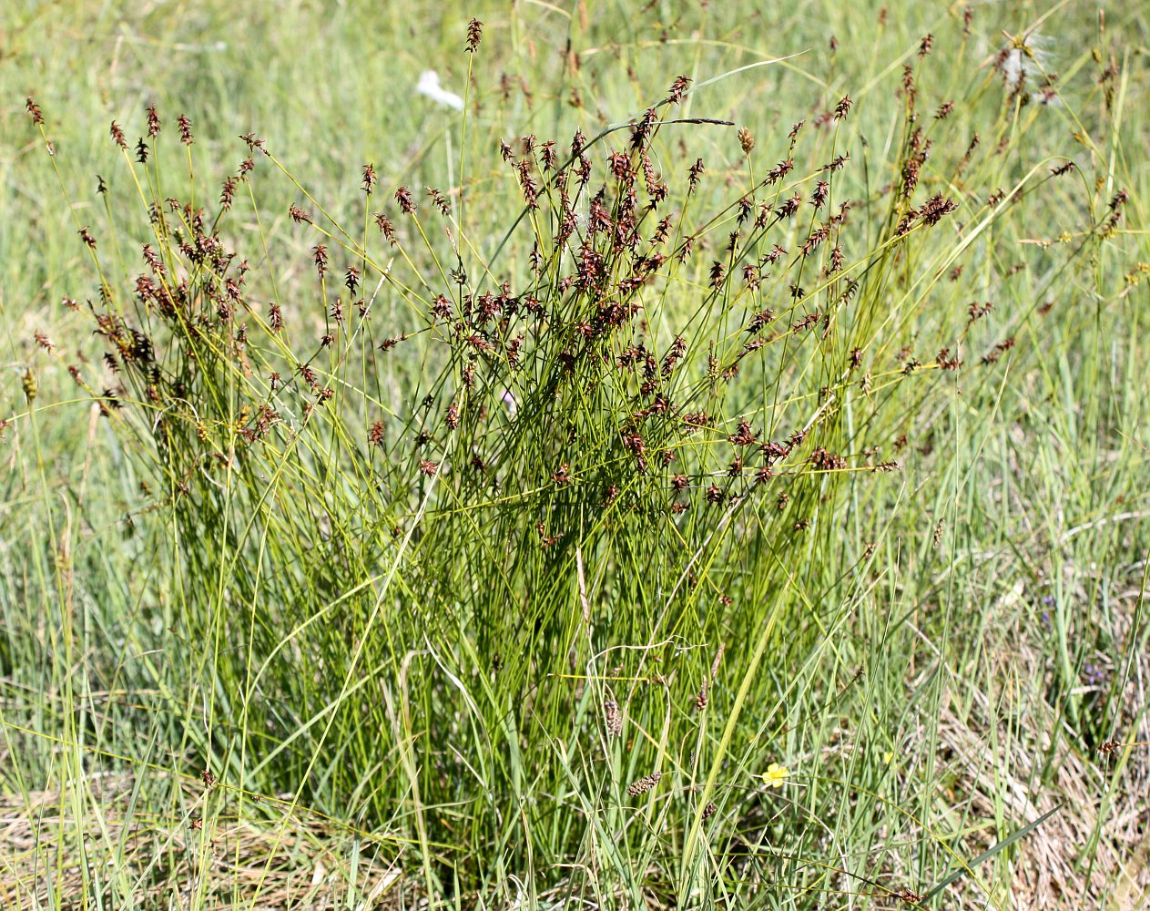 Image of Carex davalliana specimen.