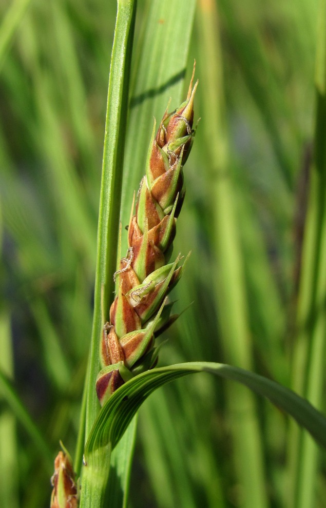 Изображение особи Carex salina.