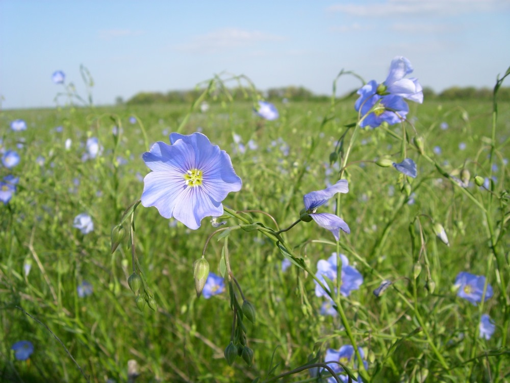 Image of Linum austriacum specimen.