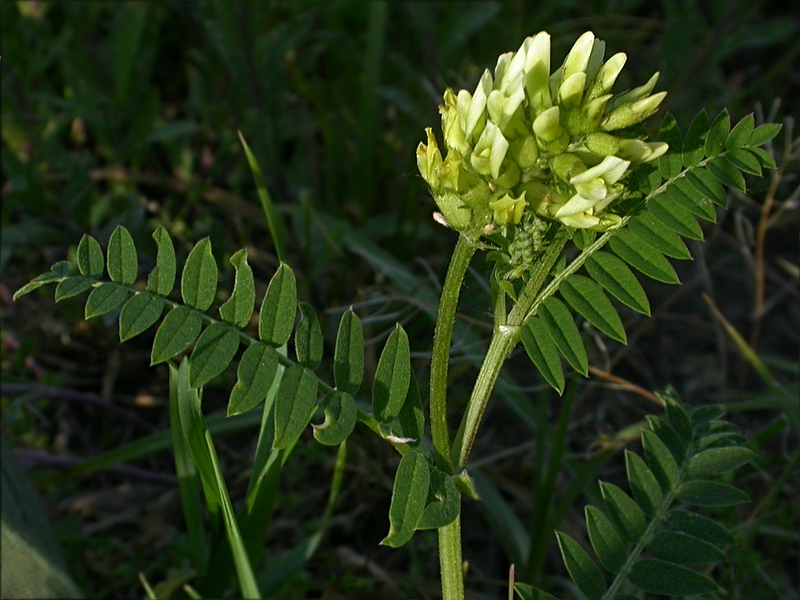 Изображение особи Astragalus cicer.