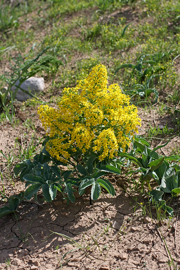 Image of Leontice ewersmanni specimen.