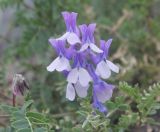 Vicia sosnowskyi