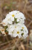 Heliotropium suaveolens