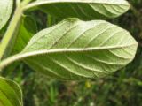 Lysimachia verticillaris