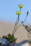 Papaver lapponicum