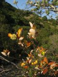 Sorbus taurica. Ветви с невызревшими соплодиями и листьями в осенней окраске. Краснодарский край, м/о Анапа, окр. пос. Б. Утриш, фисташково-можжевеловое редколесье, каменистый склон. 11.08.2013.