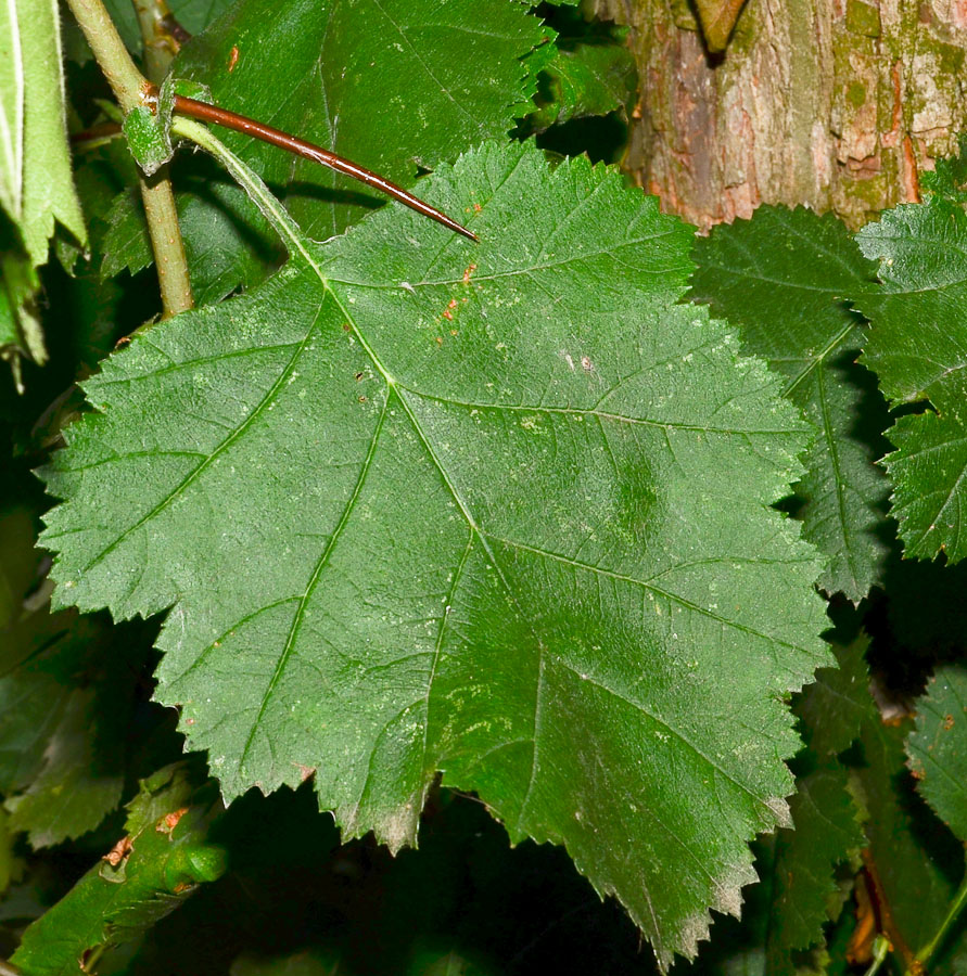 Image of Crataegus submollis specimen.