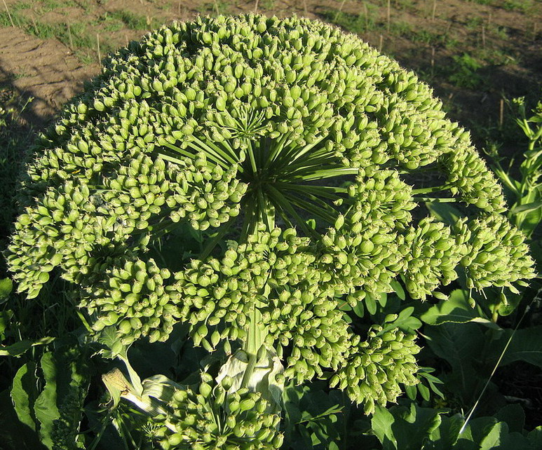 Image of Heracleum stevenii specimen.