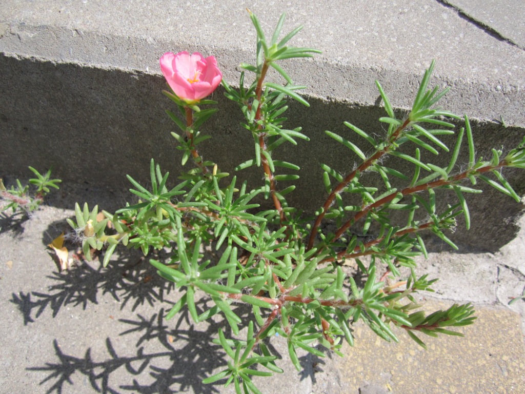 Изображение особи Portulaca grandiflora.