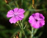 Dianthus fischeri. Цветок. Московская обл., Раменский р-н, окр. ж.-д. платформы Хрипань, залежь. 13.07.2013.