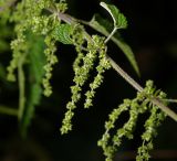 Urtica dioica. Часть растения с соплодиями. Московская обл., Раменский р-н, окр. дер. Хрипань, садовый участок. 02.08.2013.
