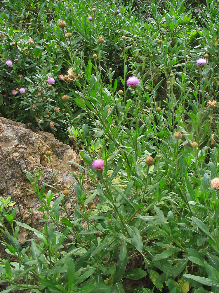Image of Cheirolophus canariensis ssp. subexpinnatus specimen.