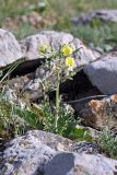 Steptorhamphus crassicaulis