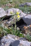 Steptorhamphus crassicaulis. Цветущее растение. Южный Казахстан, горы Каракус. 16.05.2013.