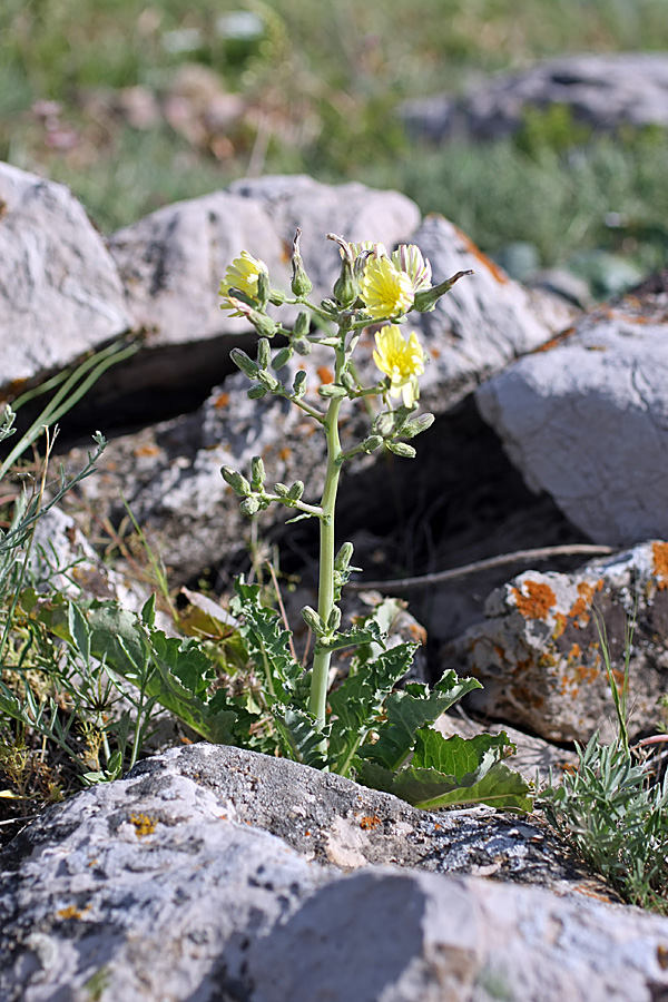 Image of Steptorhamphus crassicaulis specimen.