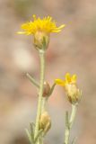 Brachanthemum kirghisorum