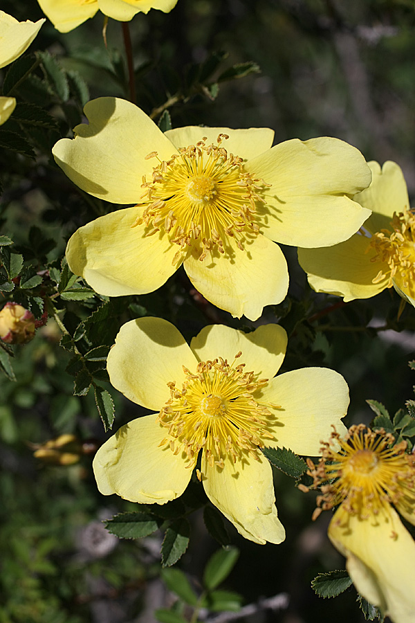 Image of Rosa kokanica specimen.