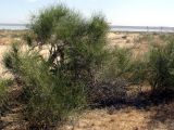 Ephedra strobilacea. Взрослое растение. Узбекистан, Бухарская обл., бугристые пески южнее озера Денгизкуль. 05.06.2009.