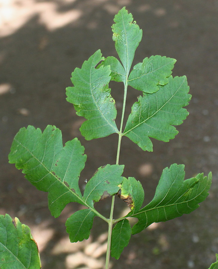 Image of Koelreuteria paniculata specimen.