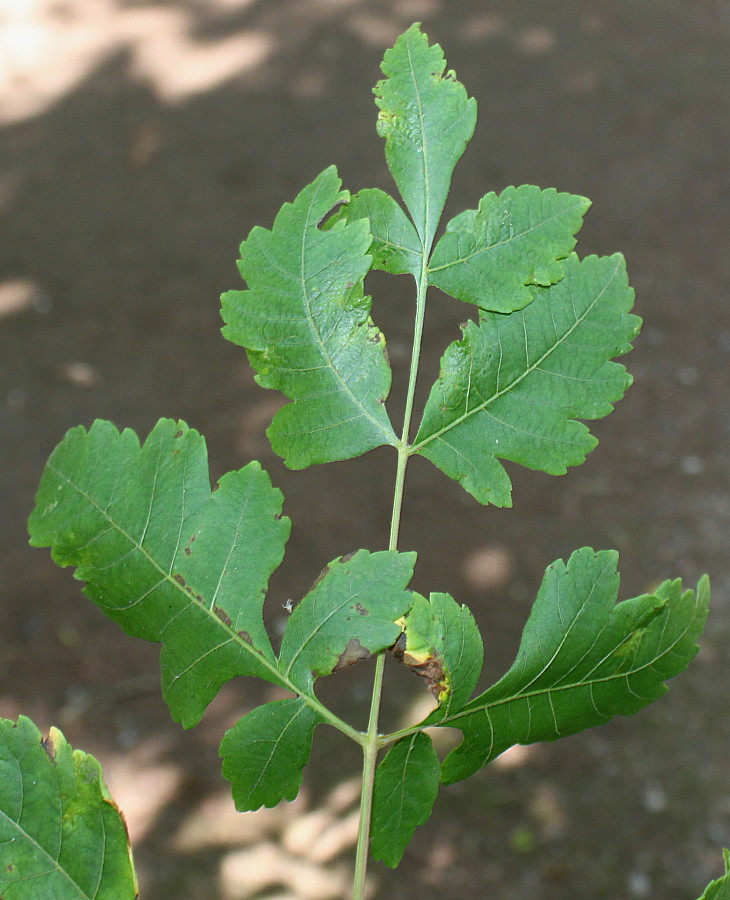 Изображение особи Koelreuteria paniculata.