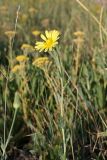 Tragopogon orientalis