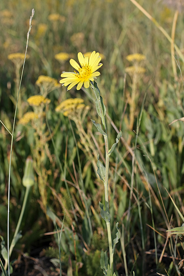 Image of Tragopogon orientalis specimen.