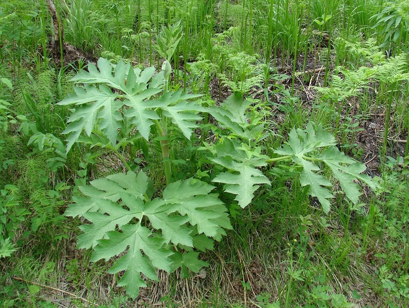 Изображение особи Heracleum dissectum.