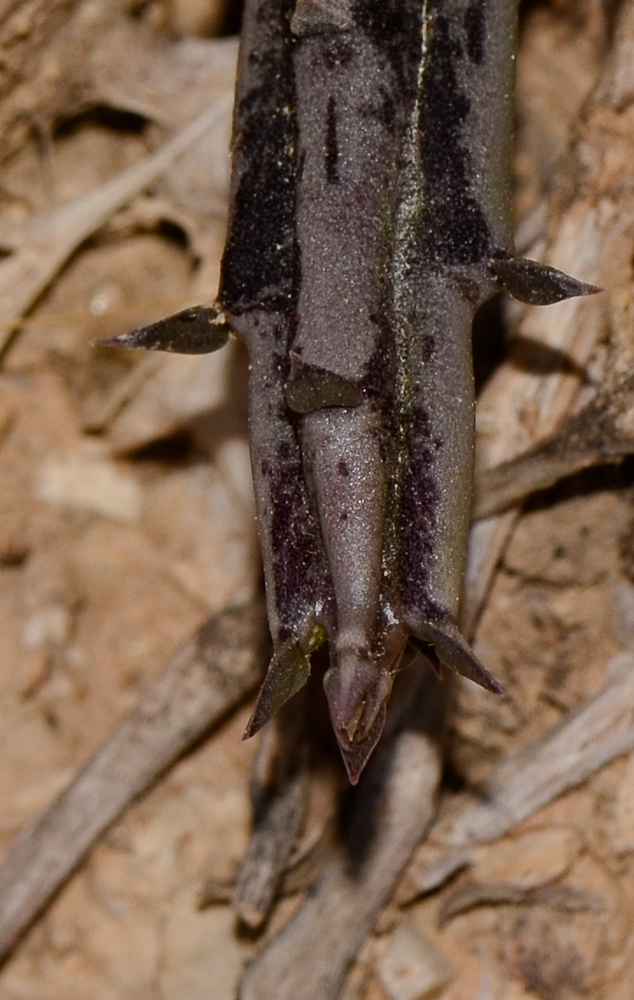 Image of Caralluma sinaica specimen.