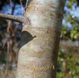 Eucalyptus perriniana. Нижняя часть ствола ('Spinning Gum'). Германия, г. Дюссельдорф, Ботанический сад университета. 02.03.2014.