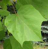 Catalpa ovata