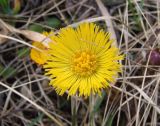 Tussilago farfara. Соцветие. Украина, г. Запорожье, пос. Солнечный, во дворе Института масличных культур. 20.03.2014.